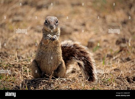 Cape Ground Squirrel Xerus Inauris Adult Eating Mountain Zebra