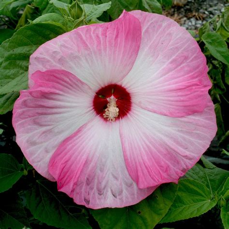 Hibiscus Moscheutos Disco Belle Pink Hardy Hibiscus From Sandys Plants