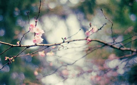 Wallpaper Sunlight Depth Of Field Pink Flowers Nature Sky Branch