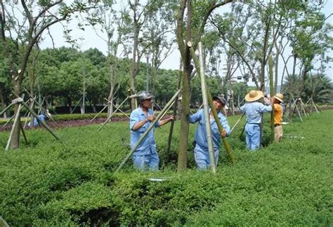 夏季园林苗木养护的7个技术要点 植物