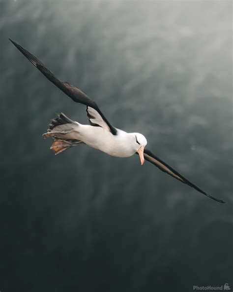 Image of Bempton Cliffs Nature Reserve (RSPB) | 1031619