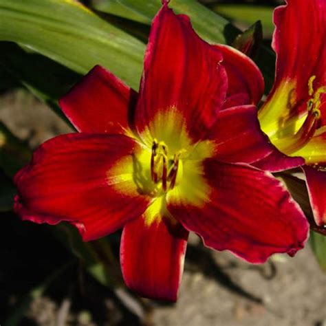 Hemerocallis ‘bridget Lis Dun Jour Daylily Jardins Michel Corbeil