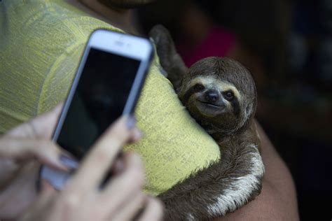 The Ultimate Sloth Selfie Code The Sloth Conservation Foundation