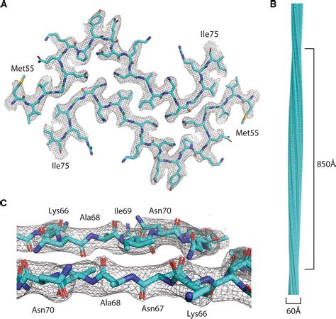 Cryo Em Structure Of A Human Lect Amyloid Fibril Reveals A Network Of