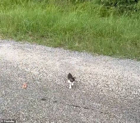 Papa Von Katzen Ein Mann Bemerkte K Tzchen Auf Der Stra E Und Fand