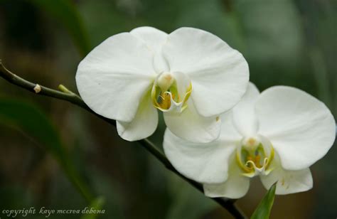 Moon Orchid Phalenopsis Sogo Yukidian Kaye M Debona Photography