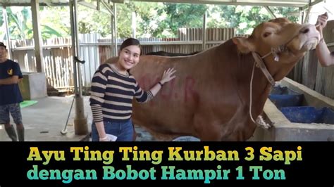 Ayu Ting Ting Kurban 3 Sapi Dengan Bobot Hampir 1 Ton YouTube