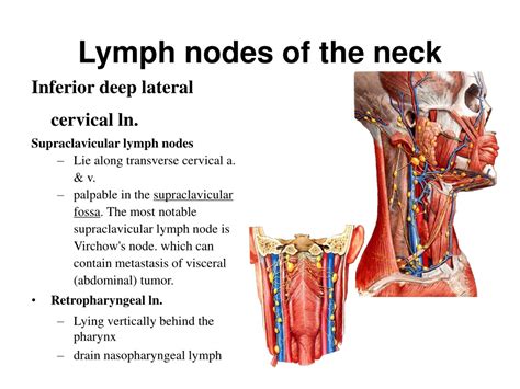 Ppt The Lymphatic System Powerpoint Presentation Free Download Id