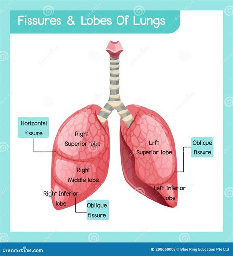 Fissures And Lobes Of Lungs Coloso