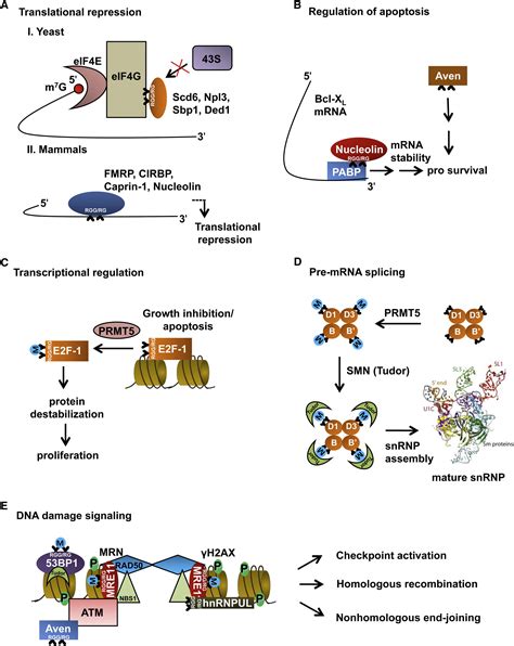 Defining The Rgg Rg Motif Molecular Cell