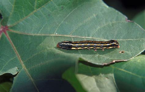 Lagartas Da Soja Como Identificar E Manejar Essas Pragas Portal Mais Agro