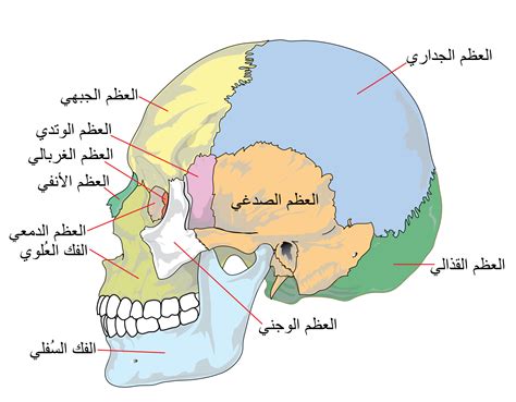 اعرف جسمك عظام الجمجمة الثمانية تتحكم فى تشكيل الوجه اليوم السابع