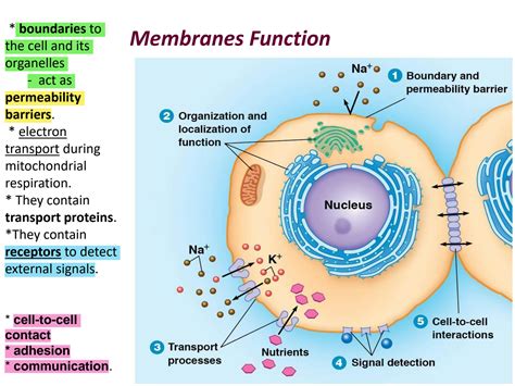 SOLUTION: Chapter 1 biological membranes - Studypool