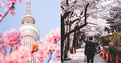 Tokyo Sakura Season Guide: Everything You Need to Know for Your Trip