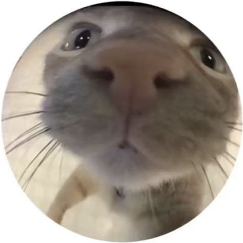 Cute Cat Fish Eye Aesthetic Round Icon Profile Picture