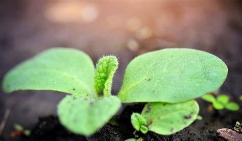 Growing Cucumbers In Raised Beds Crate And Basket
