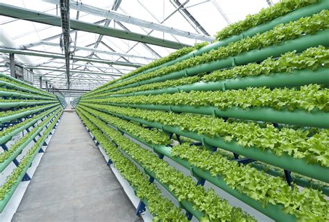 Co je to aquaponie – Future Farming