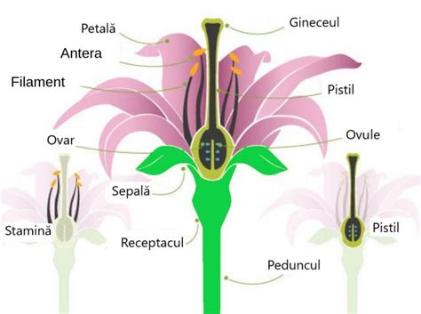 Care sunt părțile caracteristicile și funcția unei flori TotCum