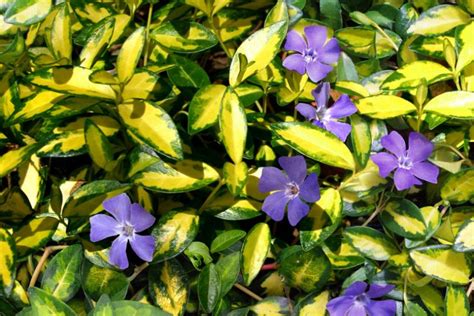 Vinca Minor Illumination Lesser Periwinkle