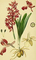 Category Orchis Mascula Botanical Illustrations Wikimedia Commons