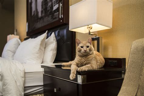 Meet The Algonquin Hotel Cat The Fanciest Kitty In New York City