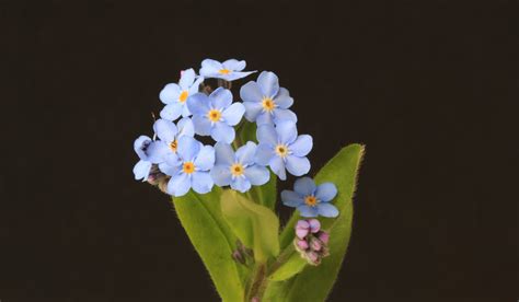 Flor No Me Olvides