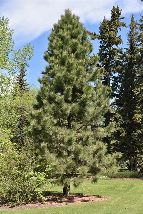 Pinus Ponderosa Pine Jim Whiting Nursery