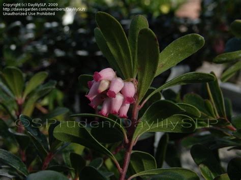 Plantfiles Pictures Arctostaphylos Species Bearberry Kinnikinnick