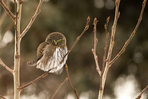 Northern Pygmy-Owl