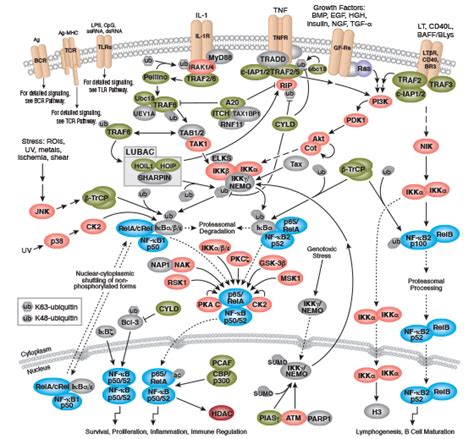 NF kappaB 信号转导相互作用通路 Cell Signaling Technology