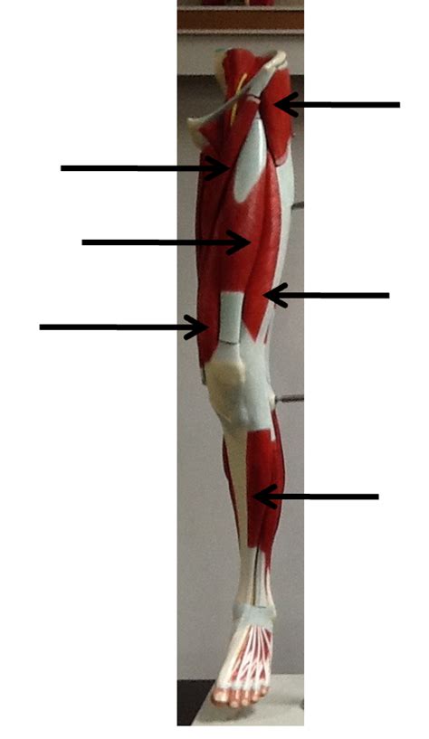 Lower Limb Muscles Pt.3 Diagram | Quizlet