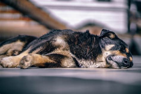 Gambar Anak Anjing Binatang Menyusui Merapatkan Bertulang Belakang