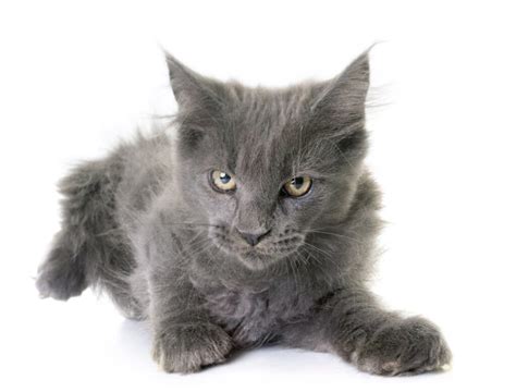 The Ultimate Guide To Blue Maine Coon Cats Characteristics Care And More