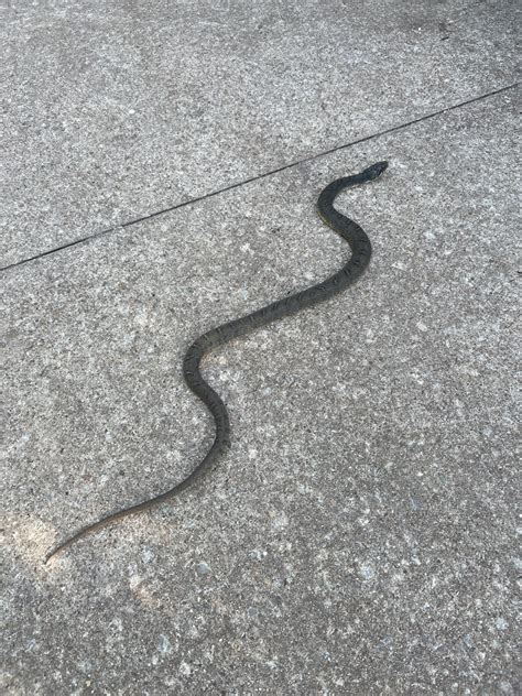 Plain Bellied Watersnake From Arbor Hills Nature Preserve Plano TX