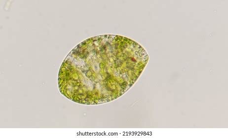 Best Euglena Royalty Free Images Stock Photos Pictures Shutterstock