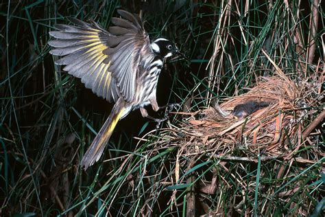 Photography of Birds in Flight – All Digital Photography