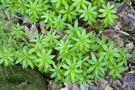 minnesota seasons sweet woodruff