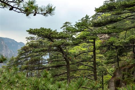 Paisagem Natural Do Cen Rio De Montanha Huangshan Localizado No Sul Da