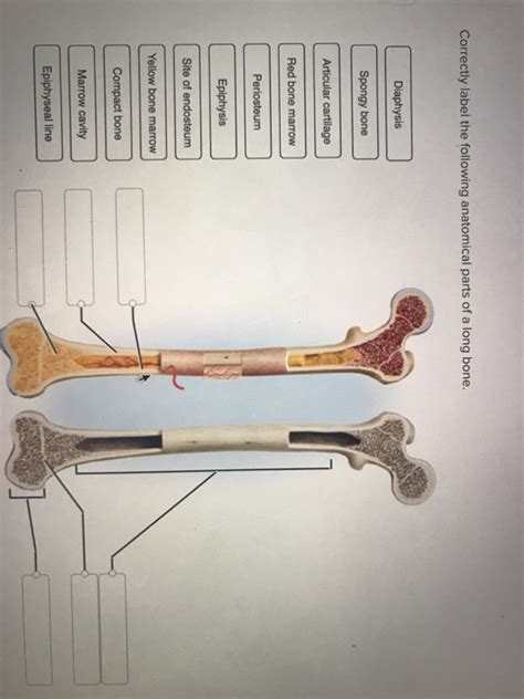 Correctly Label The Following Anatomical Parts Of A Long Bone