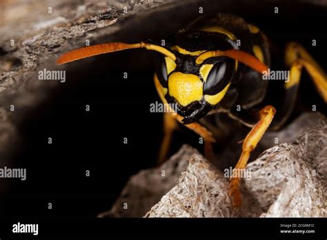 Common Wasp Vespula Vulgaris Adult Standing On Nest Normandy Stock