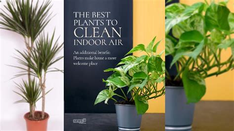 Worried about rising air pollution? These indoor plants will help you ...