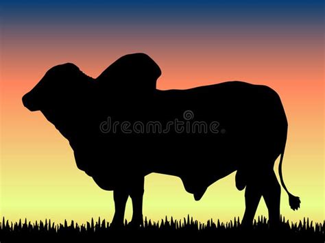 Beautiful Silhouette of a Majestic Brahman Bull