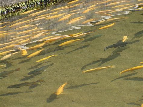 Sample Cherokee Waters For Trout Fishing