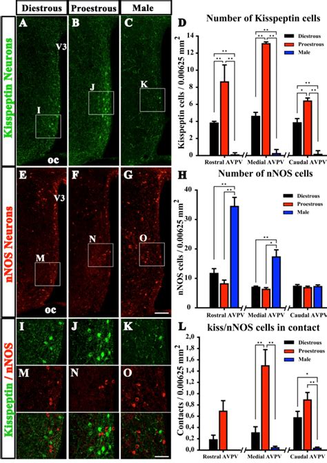 Distribution Of Kisspeptin And Nnos Neurons In Adult Female And Male