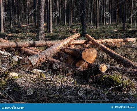 Tala De Troncos De árboles En El Suelo En El Bosque Concepto De