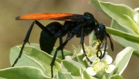 Vespa Nera Tarantula Hawk