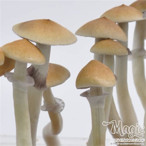 Cambodian Magic Mushrooms Grow Kit Getmagic Psilos Kaufen