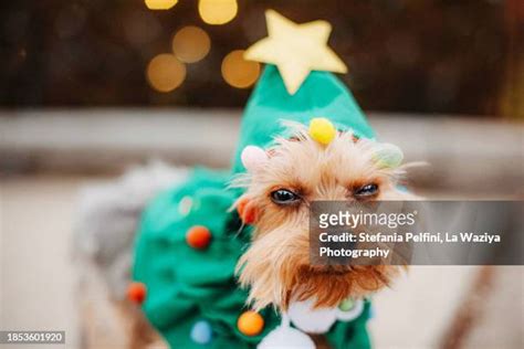 Sad Christmas Dog Photos And Premium High Res Pictures Getty Images