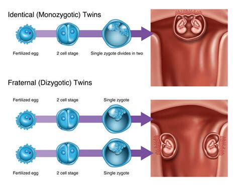 Twins Lozier Institute