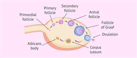 What is the albicans corpus?